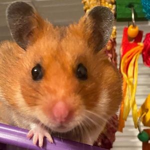 Meet your Posher, Jerri